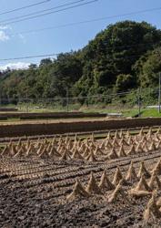 Drying of rice after harvest in Fukushima Prefecture. © Noak / The Floréal bar / IRSN